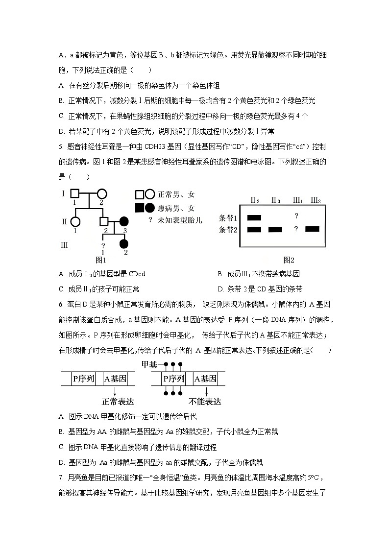 甘肃省张掖市2025-2026学年高三上学期期中生物试卷（学生版）第2页