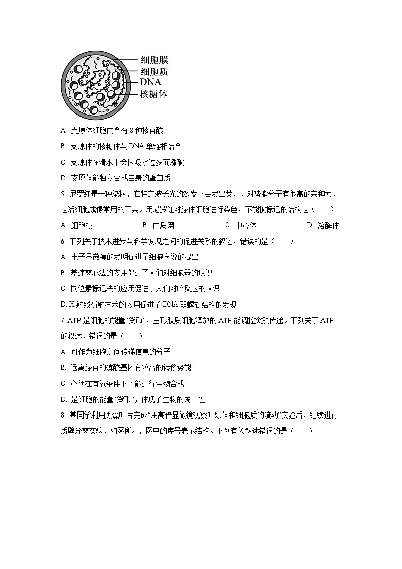 甘肃省部分学校2025-2026学年高三上学期10月月考生物试卷（学生版）第2页