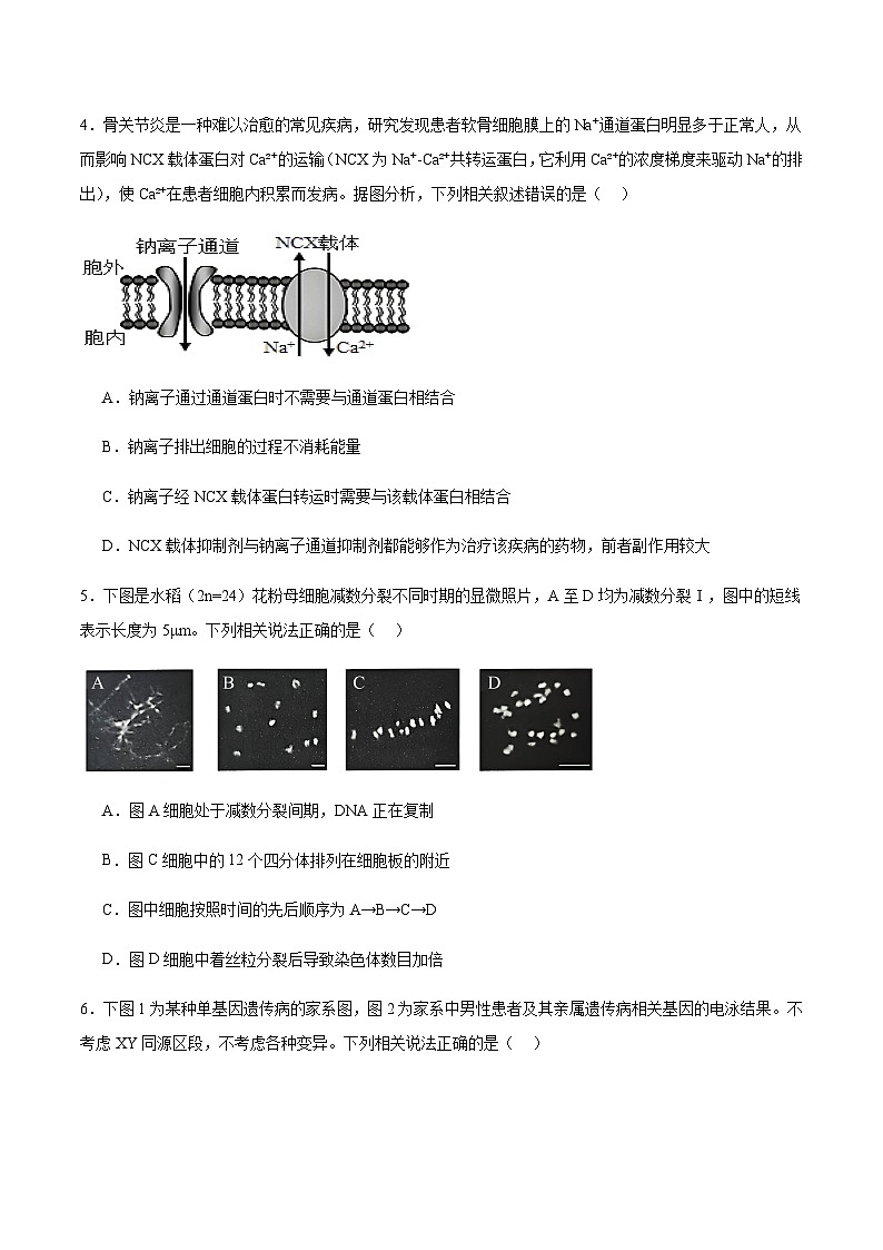 山西省运城市2026届高三上学期期中调研考试生物试卷（有答案）第2页