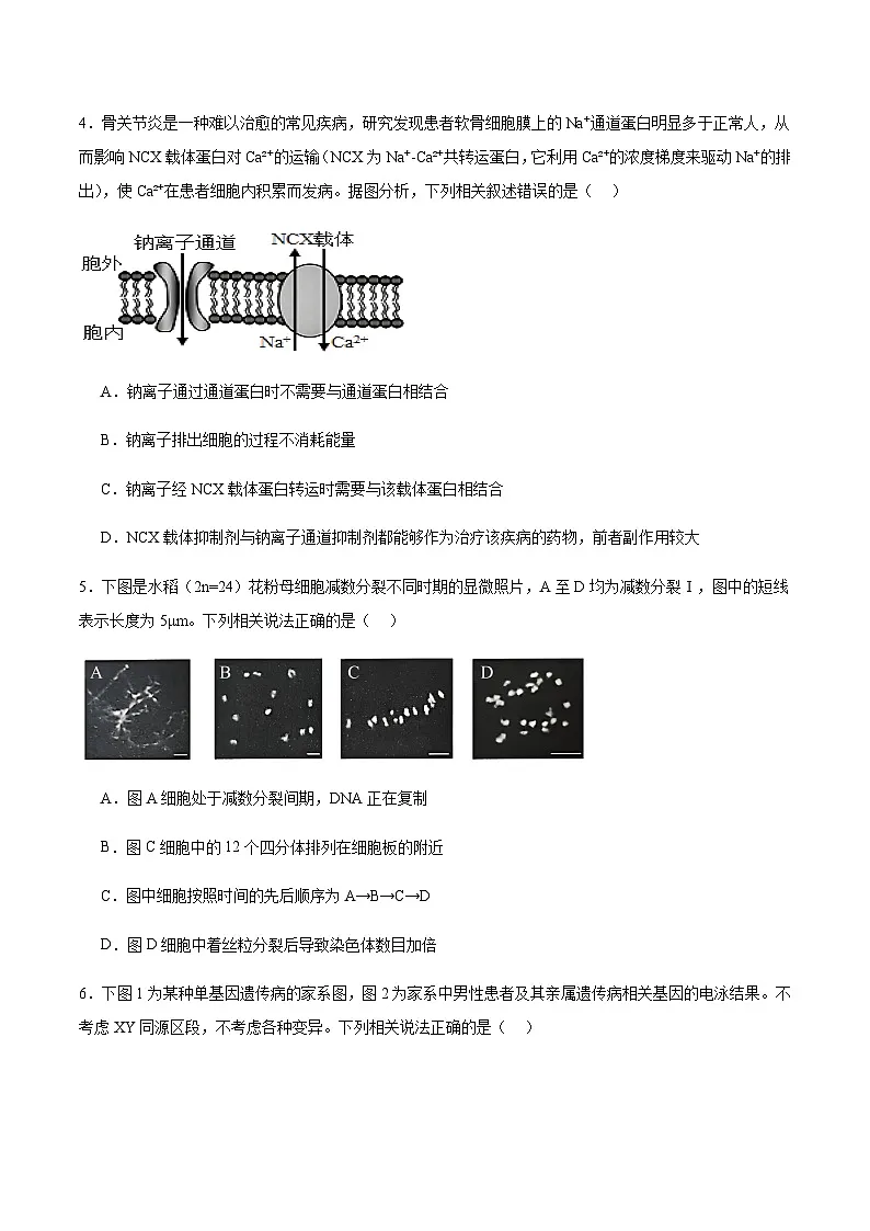 山西省运城市2026届高三上学期期中调研考试生物试卷（有答案）第2页