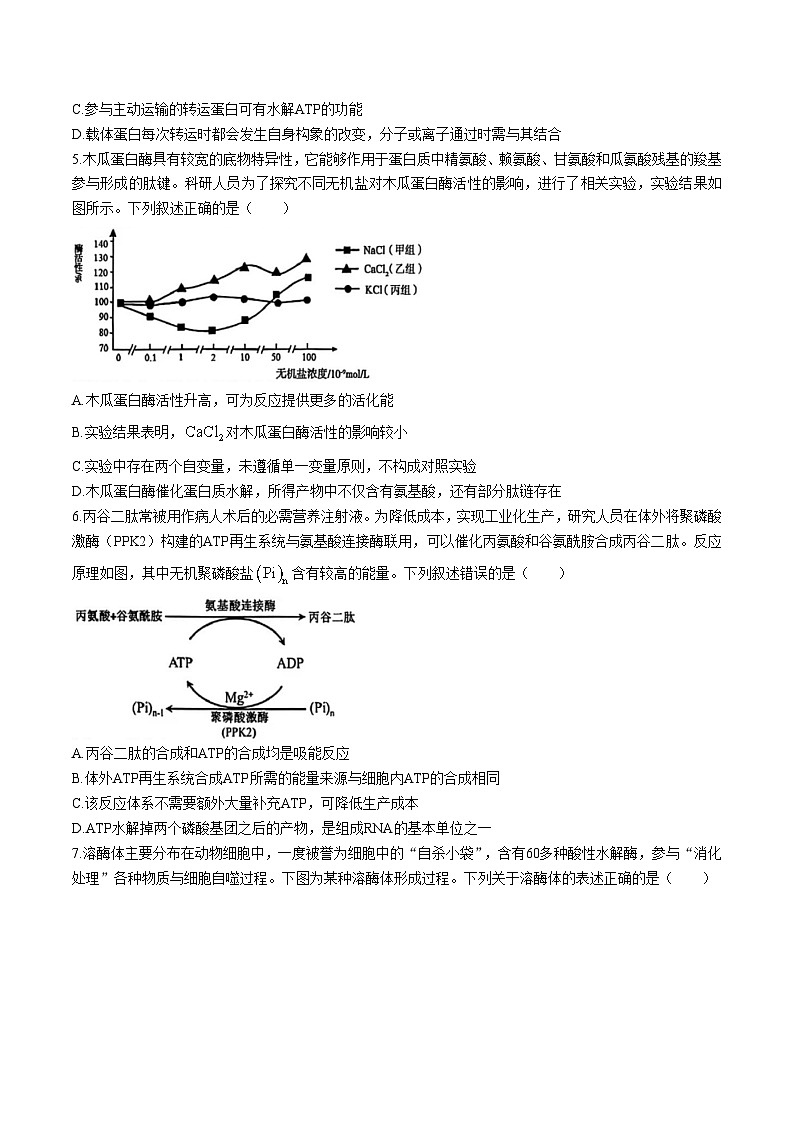 河南省三门峡市2026届高三上学期11月期中考试生物试题（Word版附答案）第2页