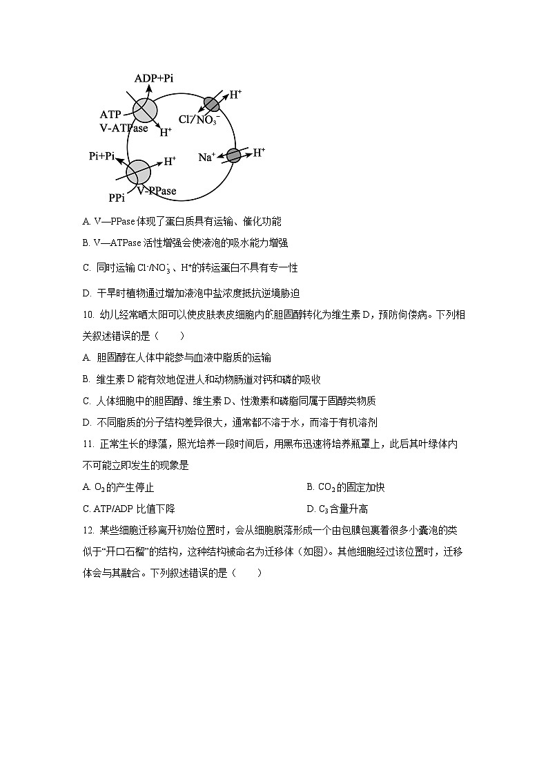 【生物】山西省晋中市2025-2026学年高三上学期10月月考（学生版）第3页