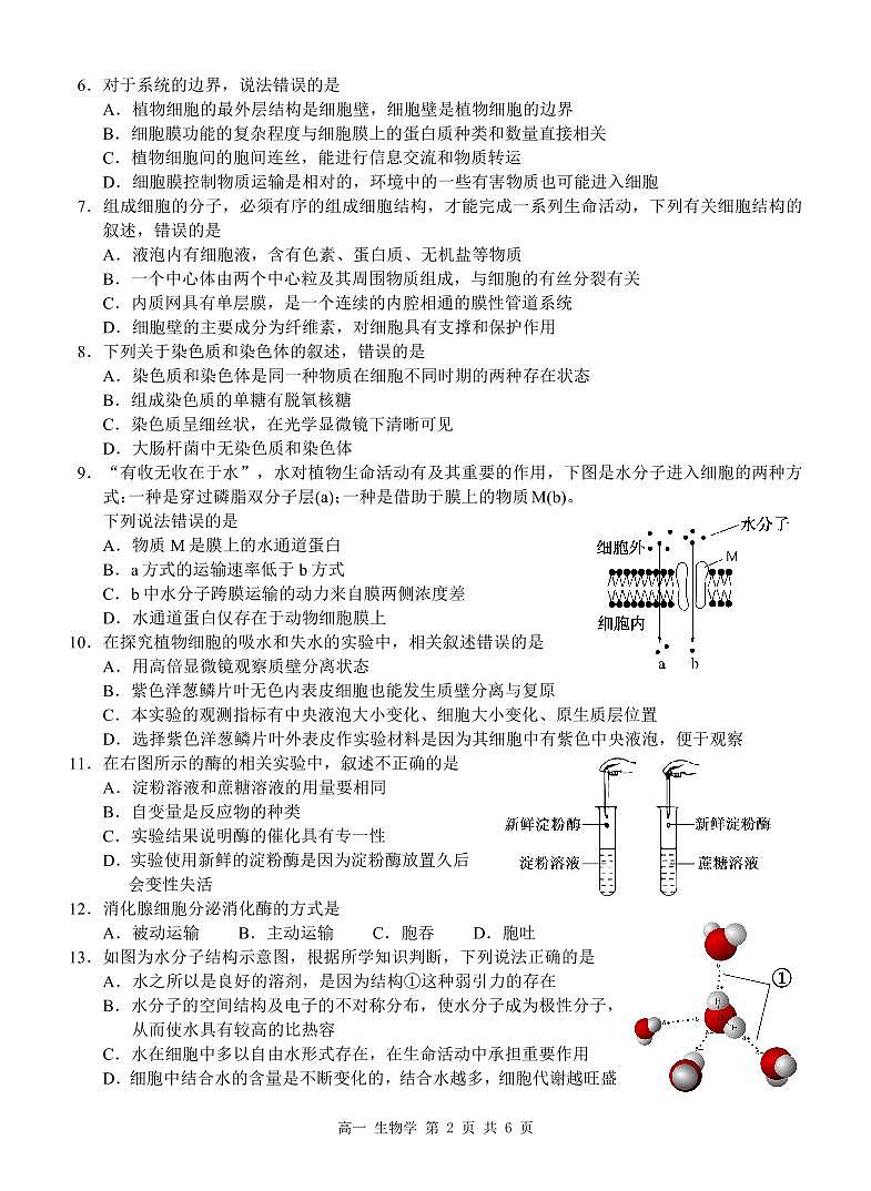 广西河池市2024-2025学年高一上学期12月联盟考试生物试卷含答案第2页