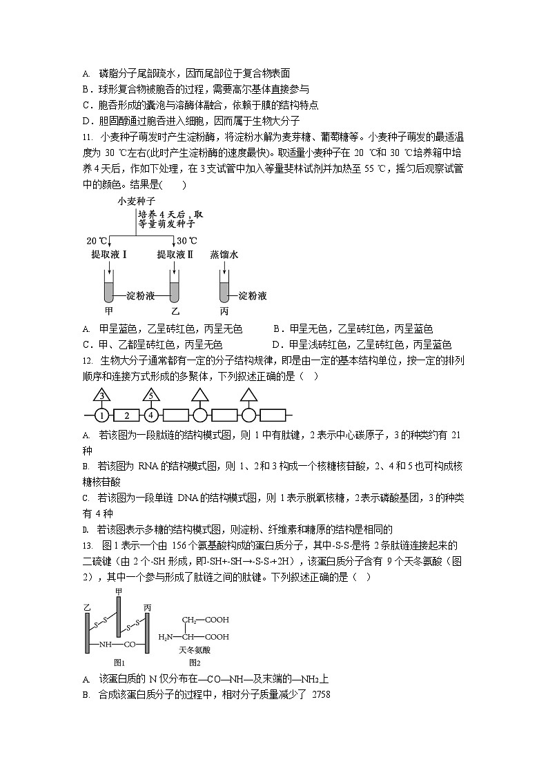 湖北省荆州中学2025-2026学年高一上学期11月期中考试生物试卷第3页