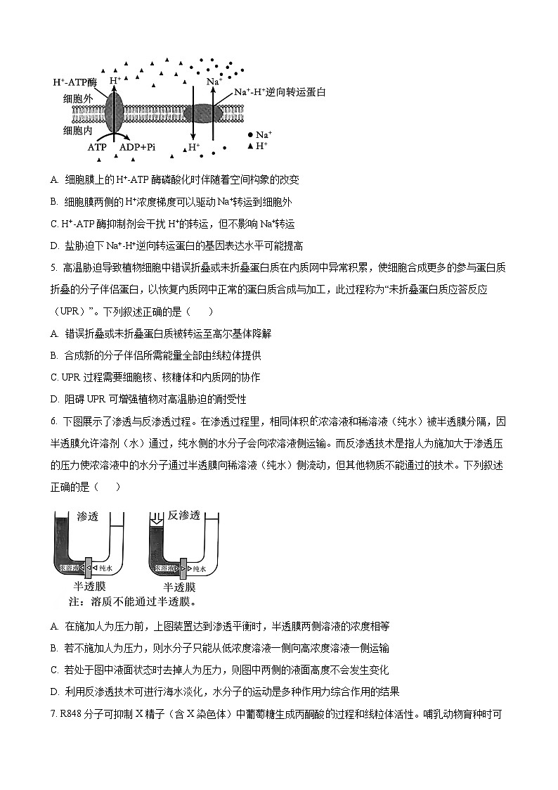 精品解析：黑龙江省哈尔滨师范大学附属中学2025-2026学年高三上学期期中考试生物试题（原卷版）第2页