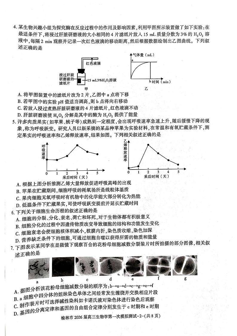 陕西省榆林市2026届高三上学期第一次模拟测试生物试卷（含解析）第2页