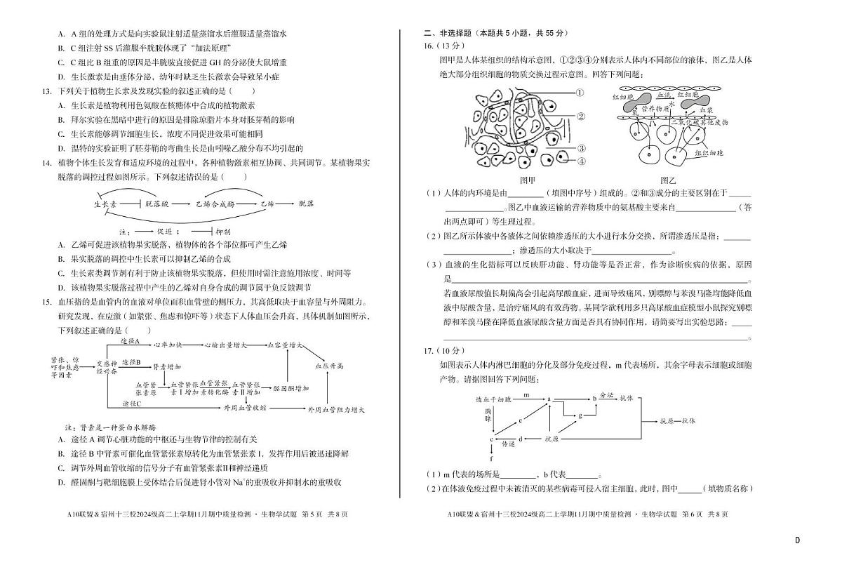 A10联盟＆宿州十三校2025-2026学年高二上学期11月期中质量检测生物学试题第3页