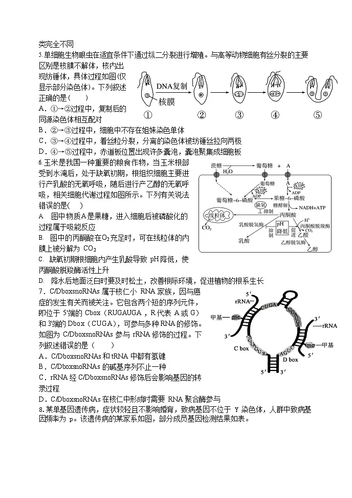 吉林省长春市东北师大附中2025-2026学年高三上学期11月高考二模考试生物试卷第2页