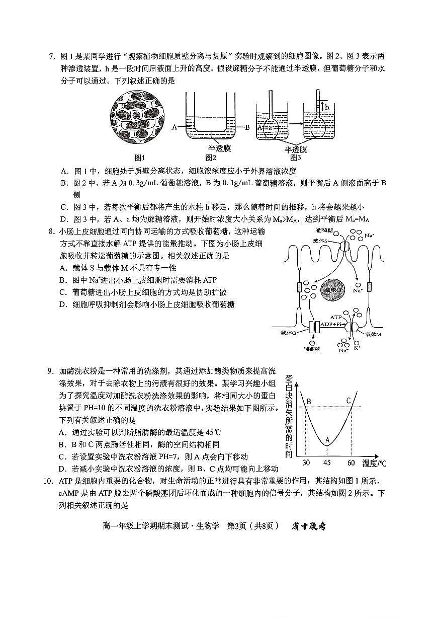 2024-2025学年度高一年级上学期期末生物试卷第3页