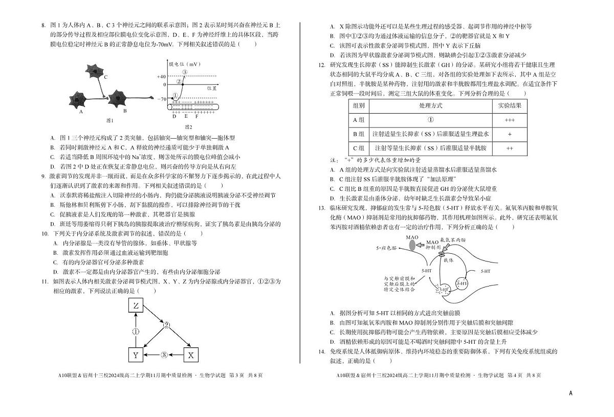 【生物】（A卷）A10联盟＆宿州十三校2024级高二上学期11月期中质量检测生物学A第2页