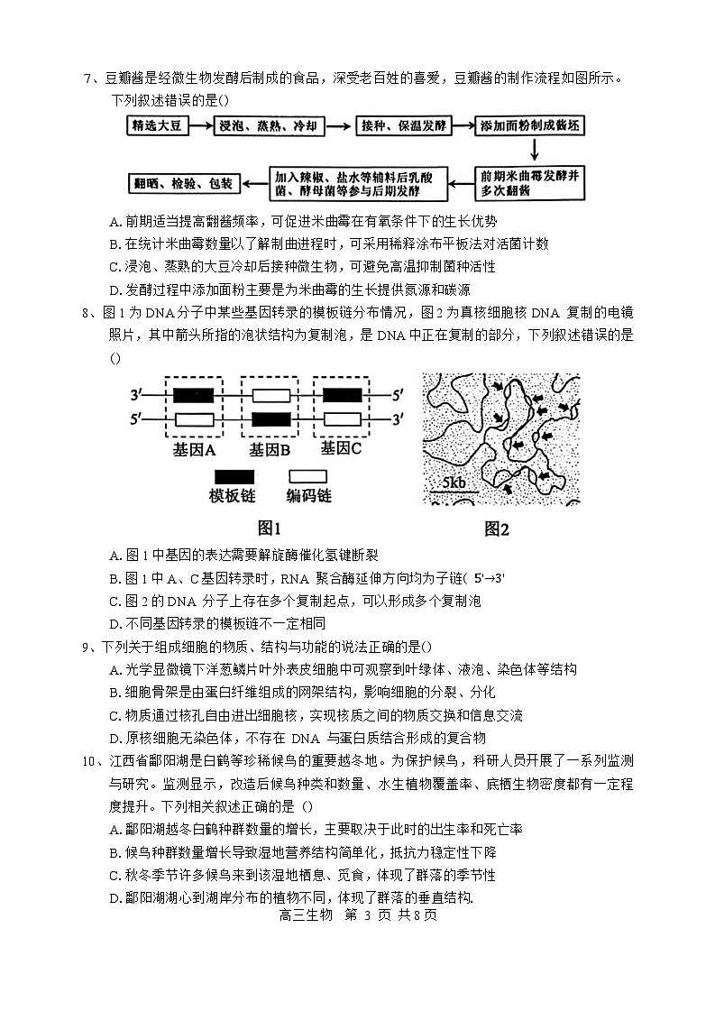 江西省景德镇市2025-2026学年高三上学期11月考试生物试卷第3页