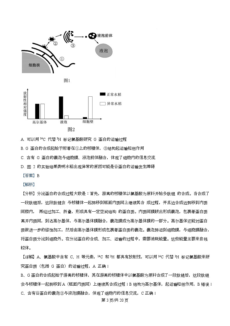 安徽省合肥市高中六校联盟2025-2026学年高三上学期11月期中生物试题 Word版含解析第3页