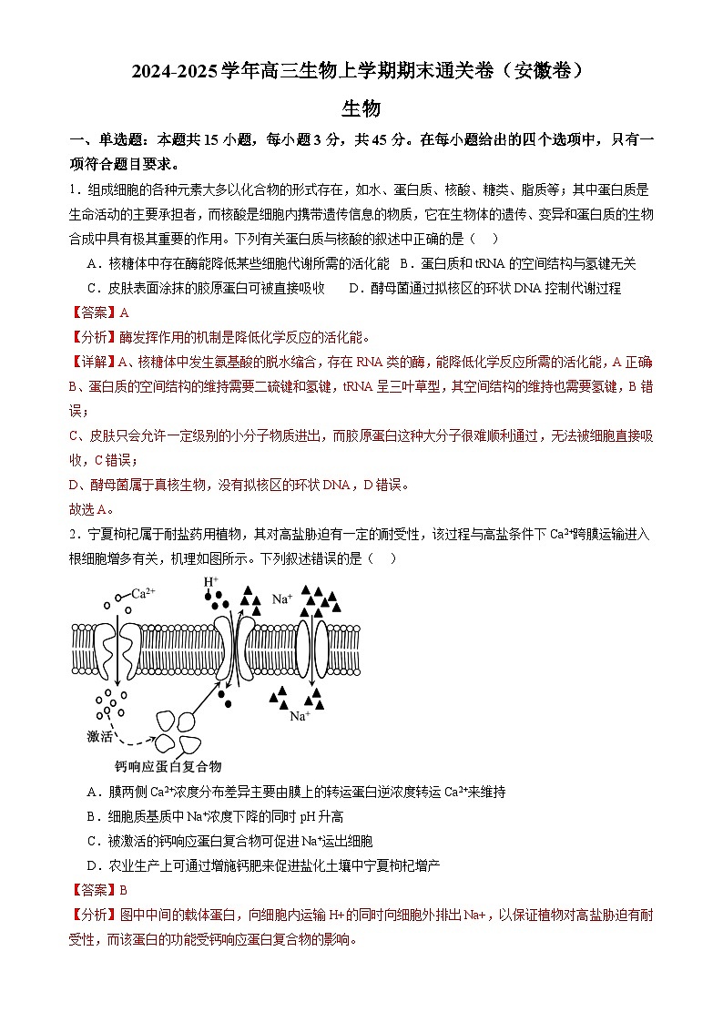 2024-2025学年高三生物上学期期末通关卷02（安徽卷）（解析版）-A4第1页
