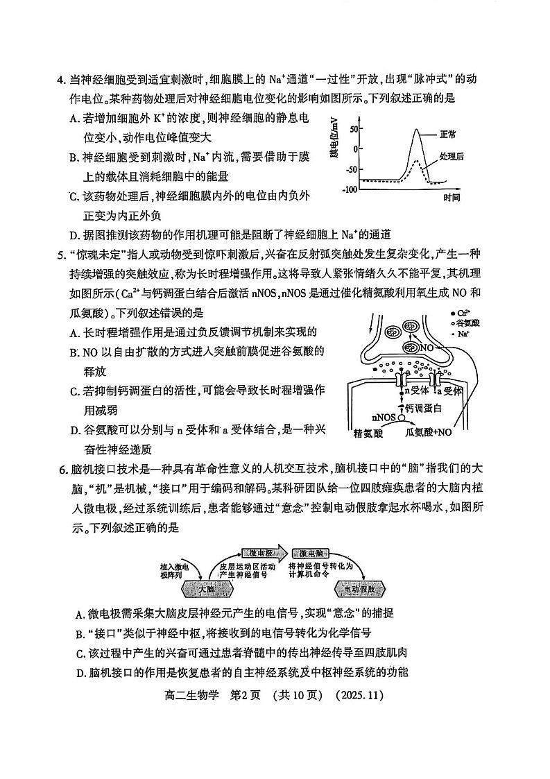 河南省洛阳市2025-2026学年高二上学期11月期中考试生物试卷第2页