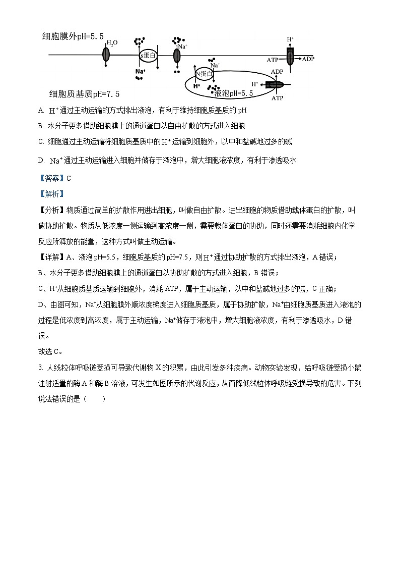安徽省芜湖市2024—2025学年高三上学期期末考试生物试题（解析版）-A4第2页