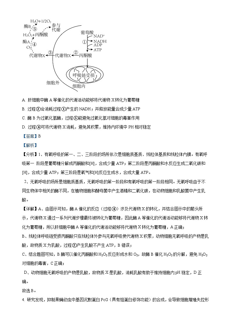 安徽省芜湖市2024—2025学年高三上学期期末考试生物试题（解析版）-A4第3页