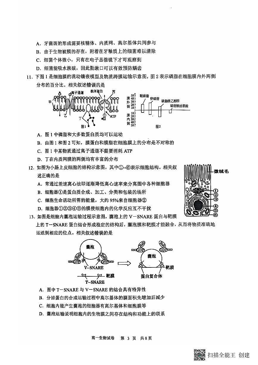 江苏省南通市海安市2024-2025学年高一上学期11月期中学业质量监测生物试题第3页