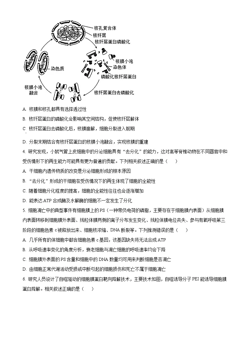安徽省六安第一中学2025-2026学年高三上学期11月月考生物试题 Word版无答案第2页