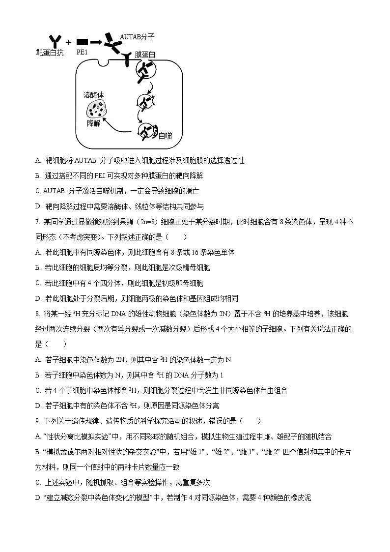 安徽省六安第一中学2025-2026学年高三上学期11月月考生物试题 Word版无答案第3页