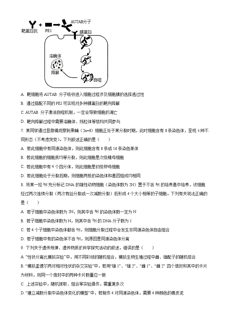 安徽省六安第一中学2025-2026学年高三上学期11月月考生物试题  Word版无答案第3页