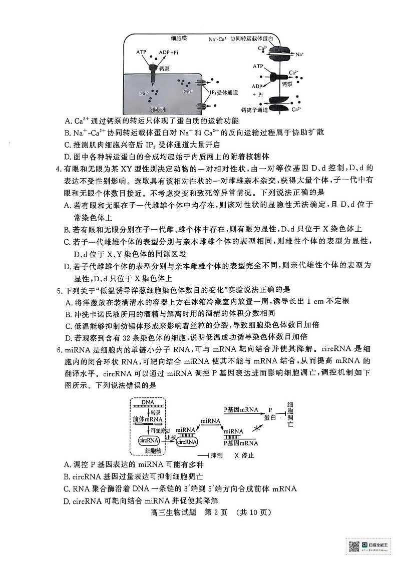 山东省济南市2024-2025学年高三上学期1月期末生物试题第2页