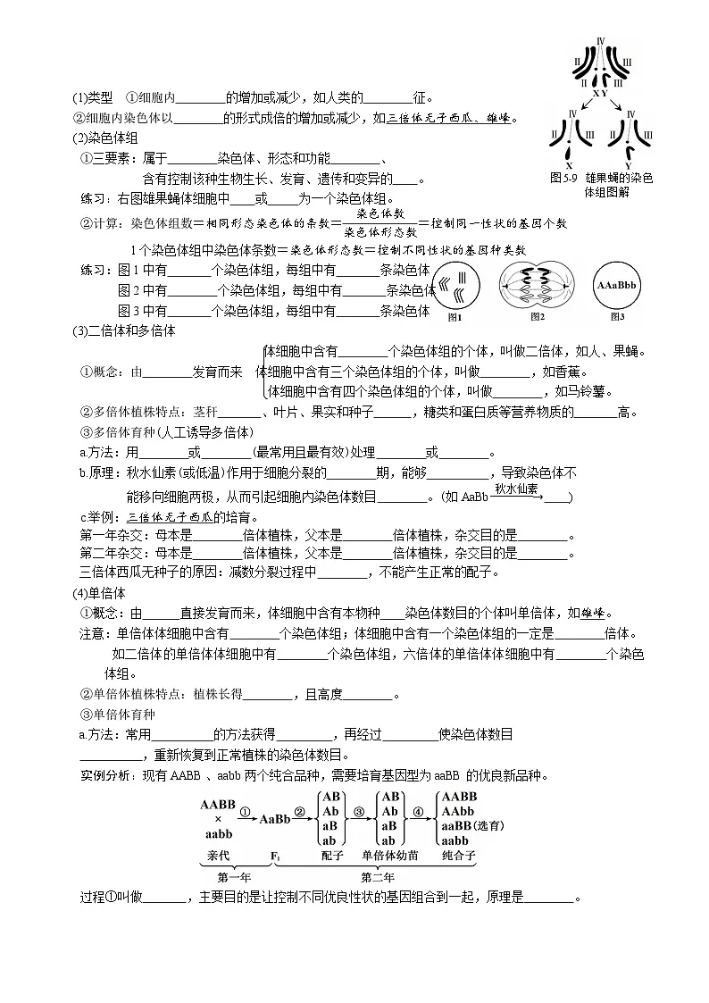 第5章 基因突变及其他变异-【必背知识】高一生物章节知识清单（人教版必修2）（填空版）第3页
