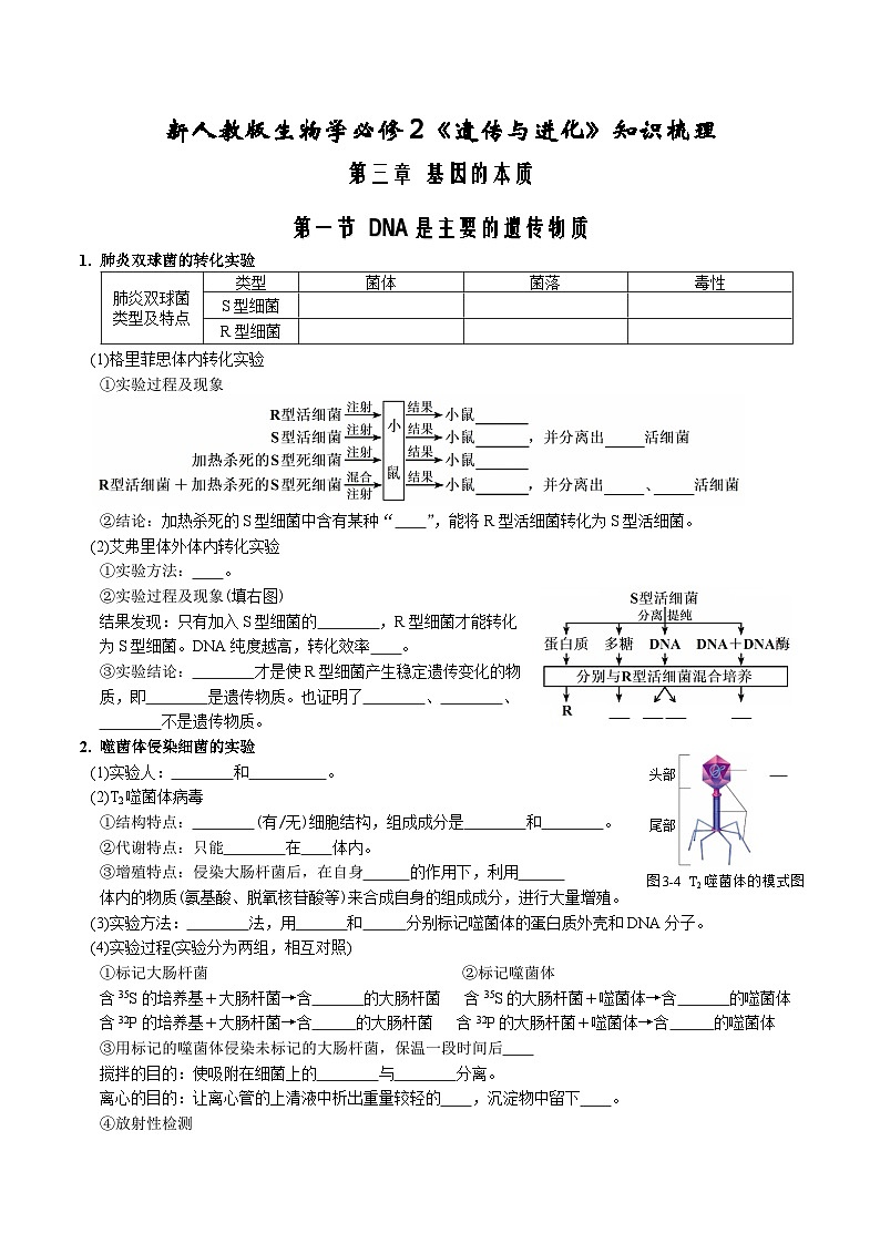 第3章 基因的本质-【必背知识】高一生物章节知识清单（人教版必修2）（填空版）第1页