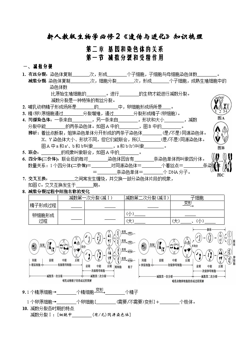 第2章 基因和染色体的关系-【必背知识】高一生物章节知识清单（人教版必修2）（填空版）第1页