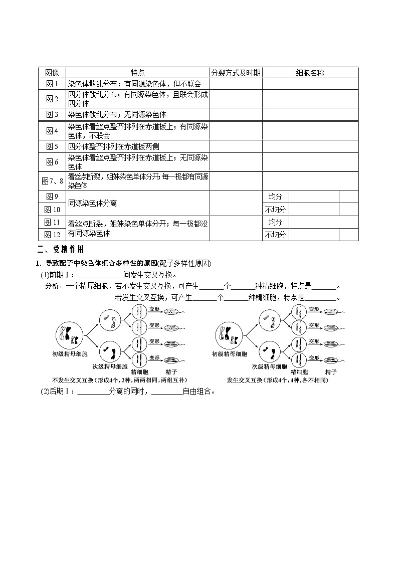第2章 基因和染色体的关系-【必背知识】高一生物章节知识清单（人教版必修2）（填空版）第3页