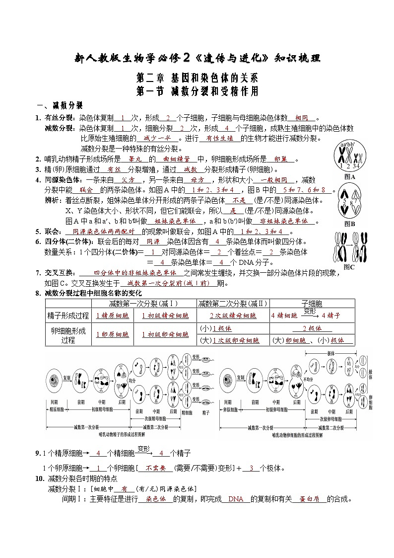 第2章 基因和染色体的关系-【必背知识】高一生物章节知识清单（人教版必修2）（背诵版）第1页