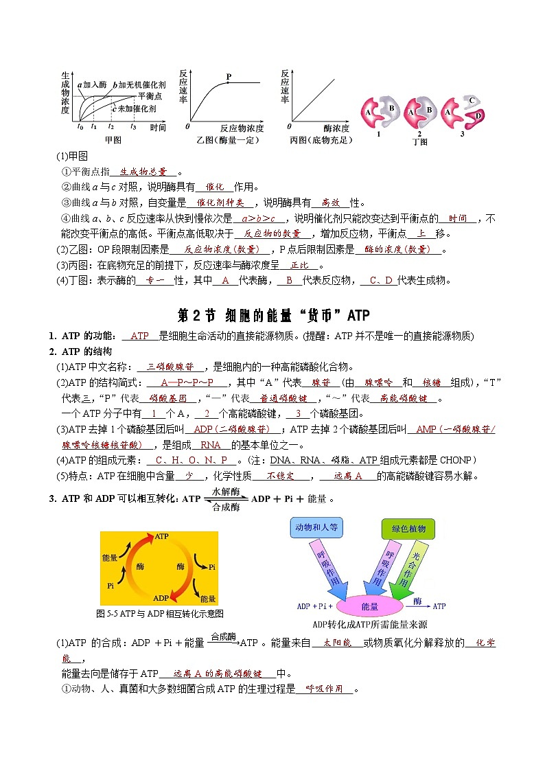 第5章 细胞的能量供应和利用-【必背知识】高一生物章节知识梳理（人教版必修第一册）（背诵版）第3页