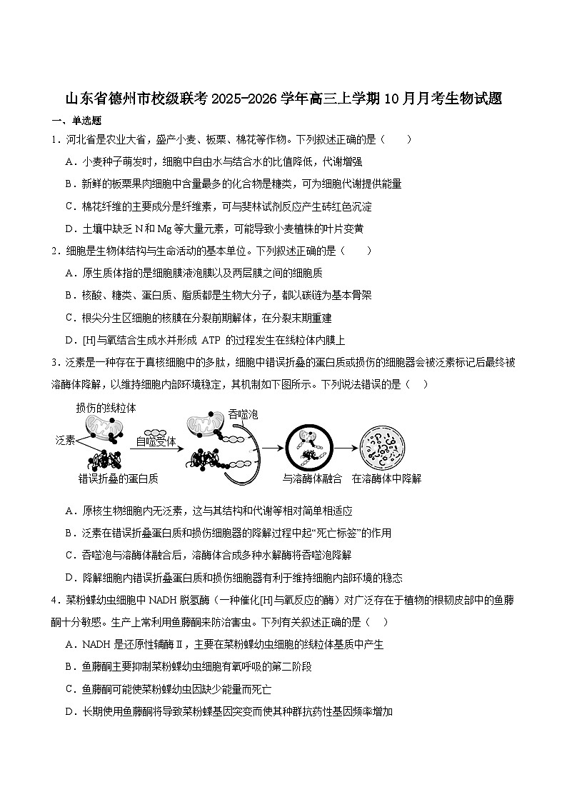 山东省德州市2026届高三上学期10月校际联考（二）生物试卷（Word版附答案）第1页