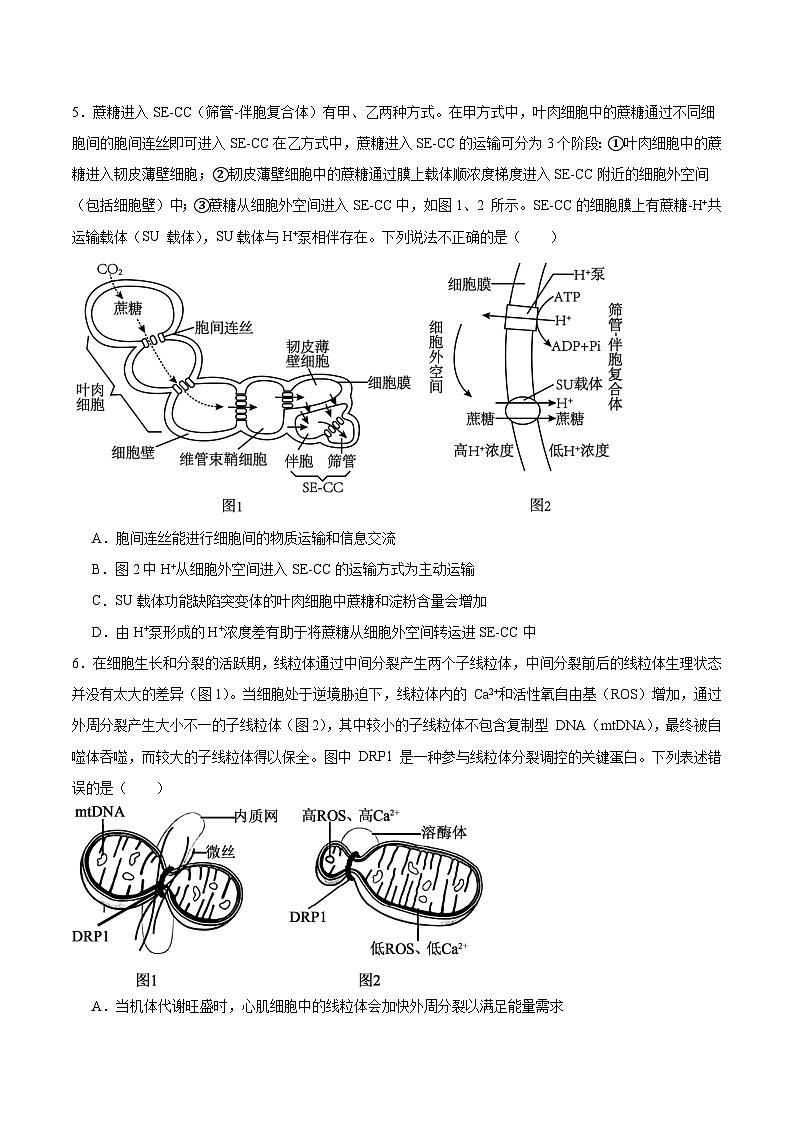 山东省德州市2026届高三上学期10月校际联考（二）生物试卷（Word版附答案）第2页