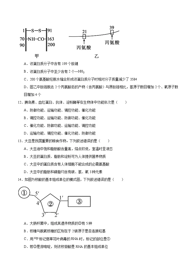 江苏省徐州市2025-2026学年高一上学期期中考试 生物试卷（含答案）第3页