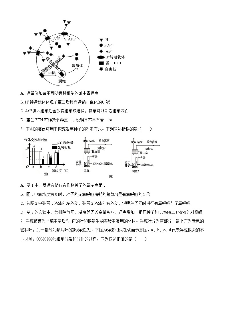 湖北省部分重点中学2025-2026学年高三期中考试生物试卷（原卷版）第3页