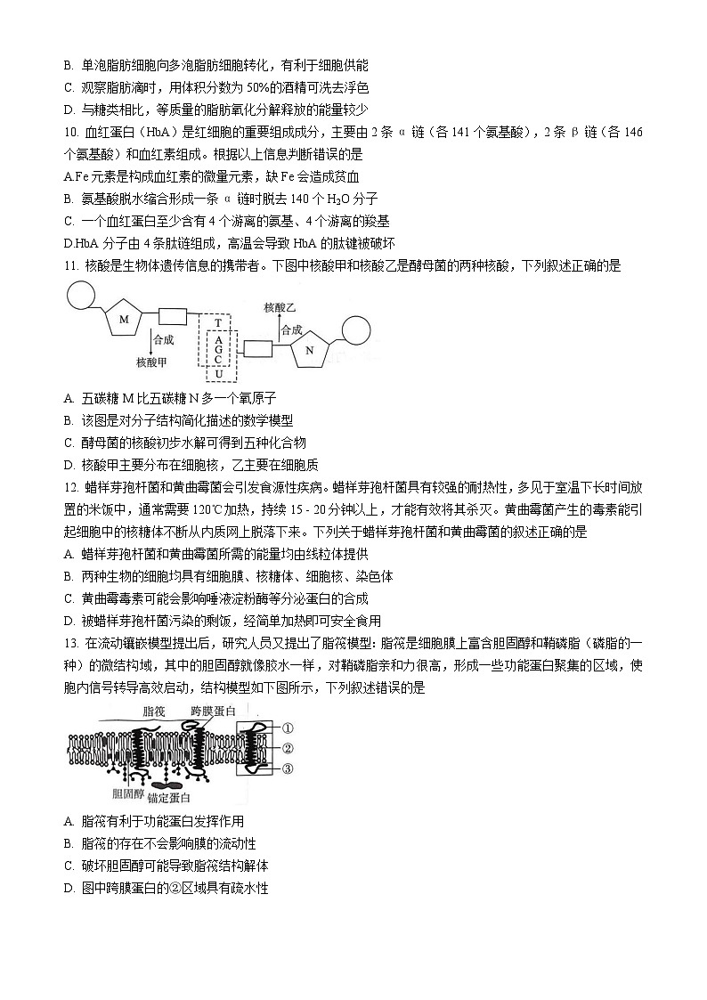湖北省武汉市部分学校2025-2026学年高一上学期11月期中考试生物试题（Word版附答案）第3页