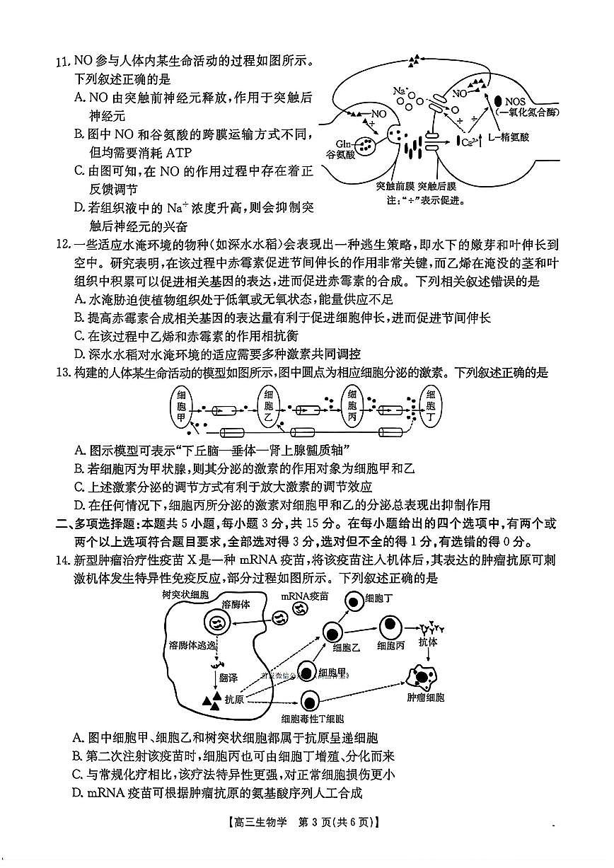 2025年河北太阳高三上学期11月期中生物试题及答案第3页