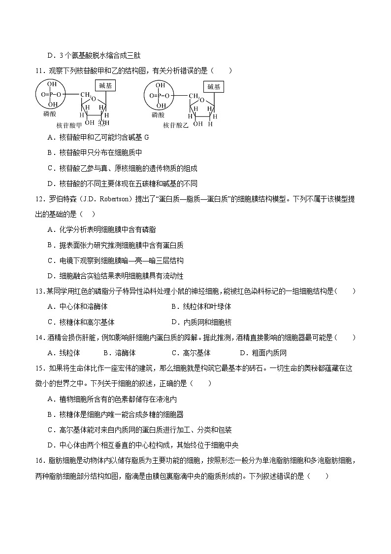 河北省张家口市重点高中2025-2026学年高一上学期11月期中生物考试（含答案）第3页