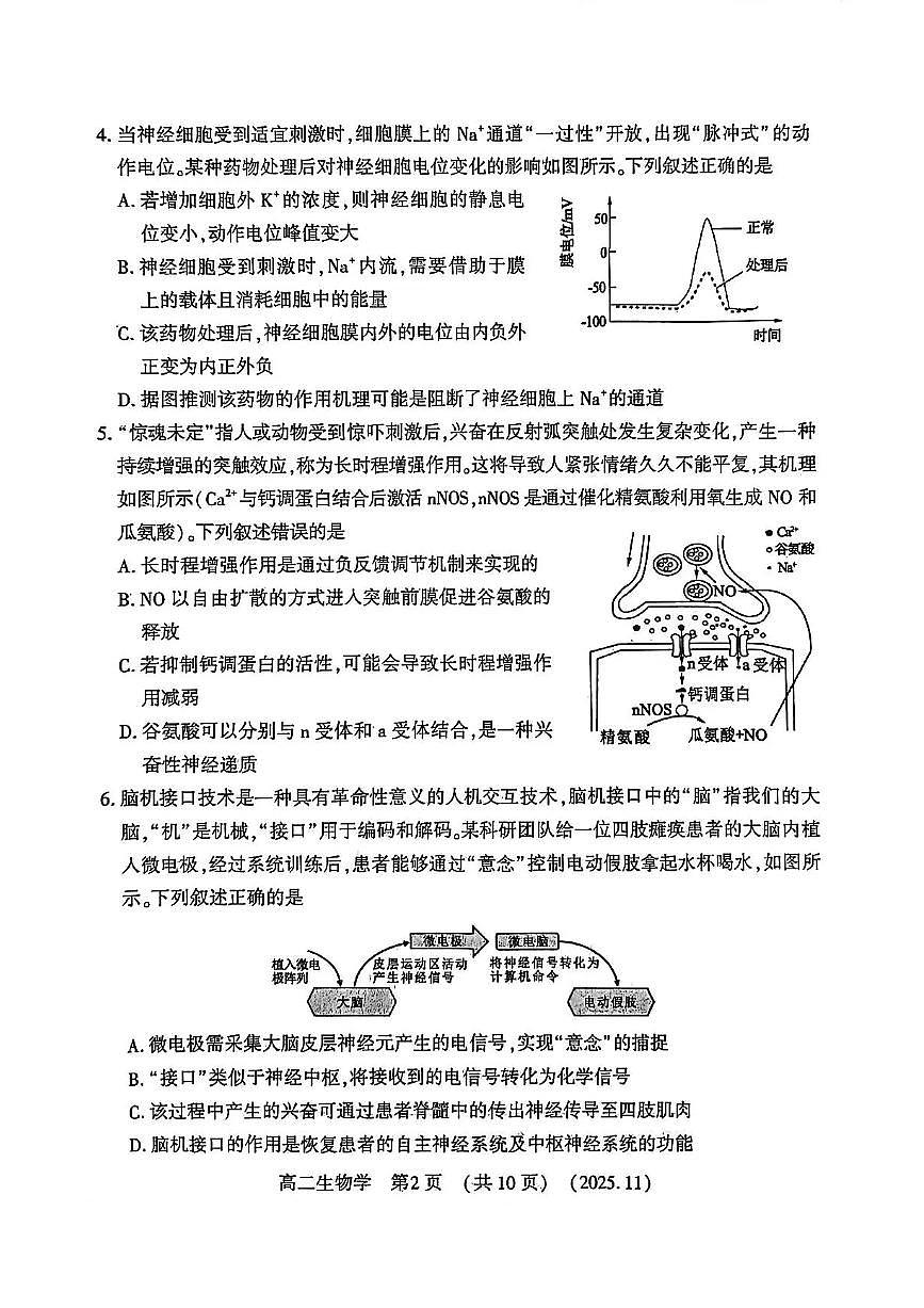 河南省洛阳市2025-2026学年高二上学期11月期中生物试题含答案第2页