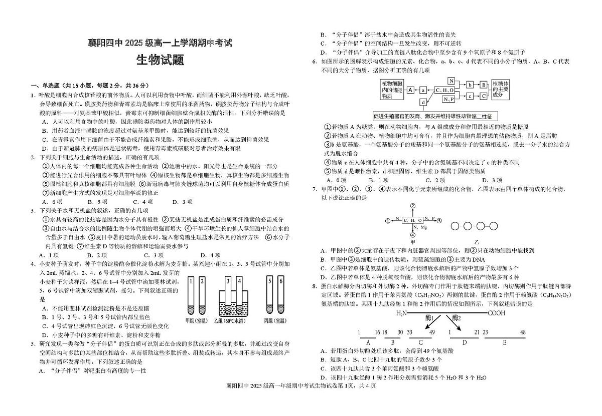 湖北省襄阳市第四中学2025-2026学年高一上学期11月期中考试生物试题（PDF版，含答案）第1页