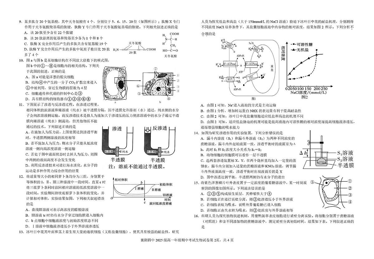 湖北省襄阳市第四中学2025-2026学年高一上学期11月期中考试生物试题（PDF版，含答案）第2页
