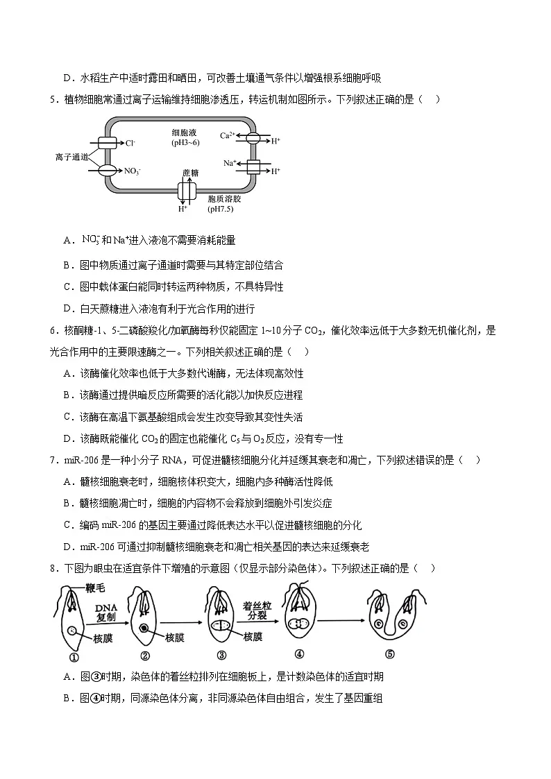 江苏省连云港市2026届高三上学期期中调研考试生物试卷（Word版附答案）第2页