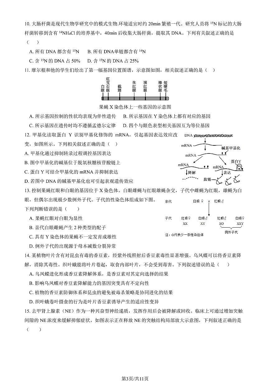 2025北京顺义一中高三(上)期中生物（教师版）试卷第3页