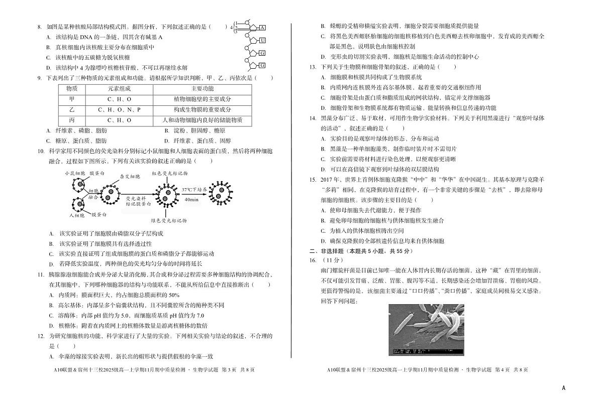 安徽省A10联盟宿州十三校2025级高一上学期11月期中质量检测【生物试卷】（A卷）（含答案）第2页