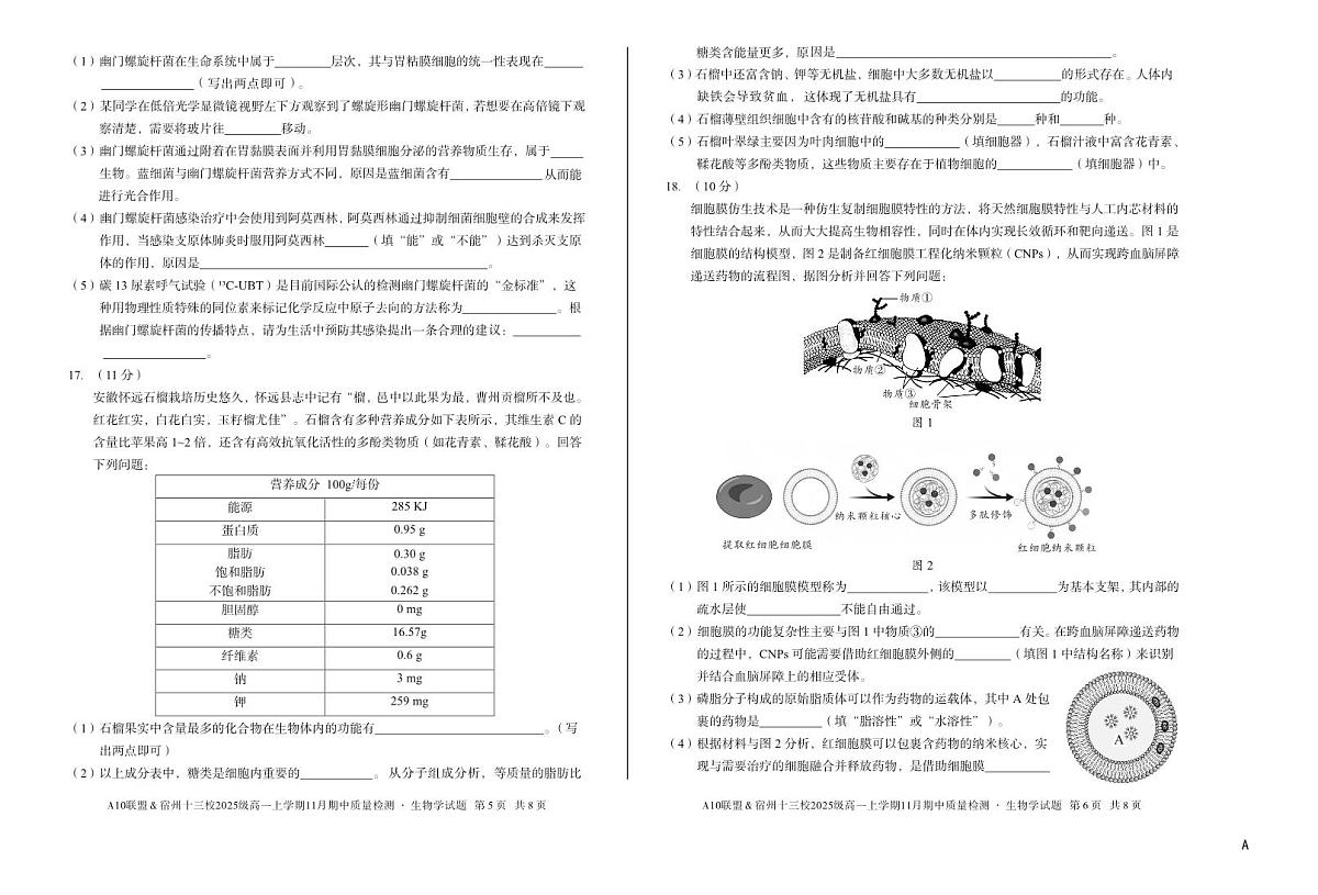 安徽省A10联盟宿州十三校2025级高一上学期11月期中质量检测【生物试卷】（A卷）（含答案）第3页