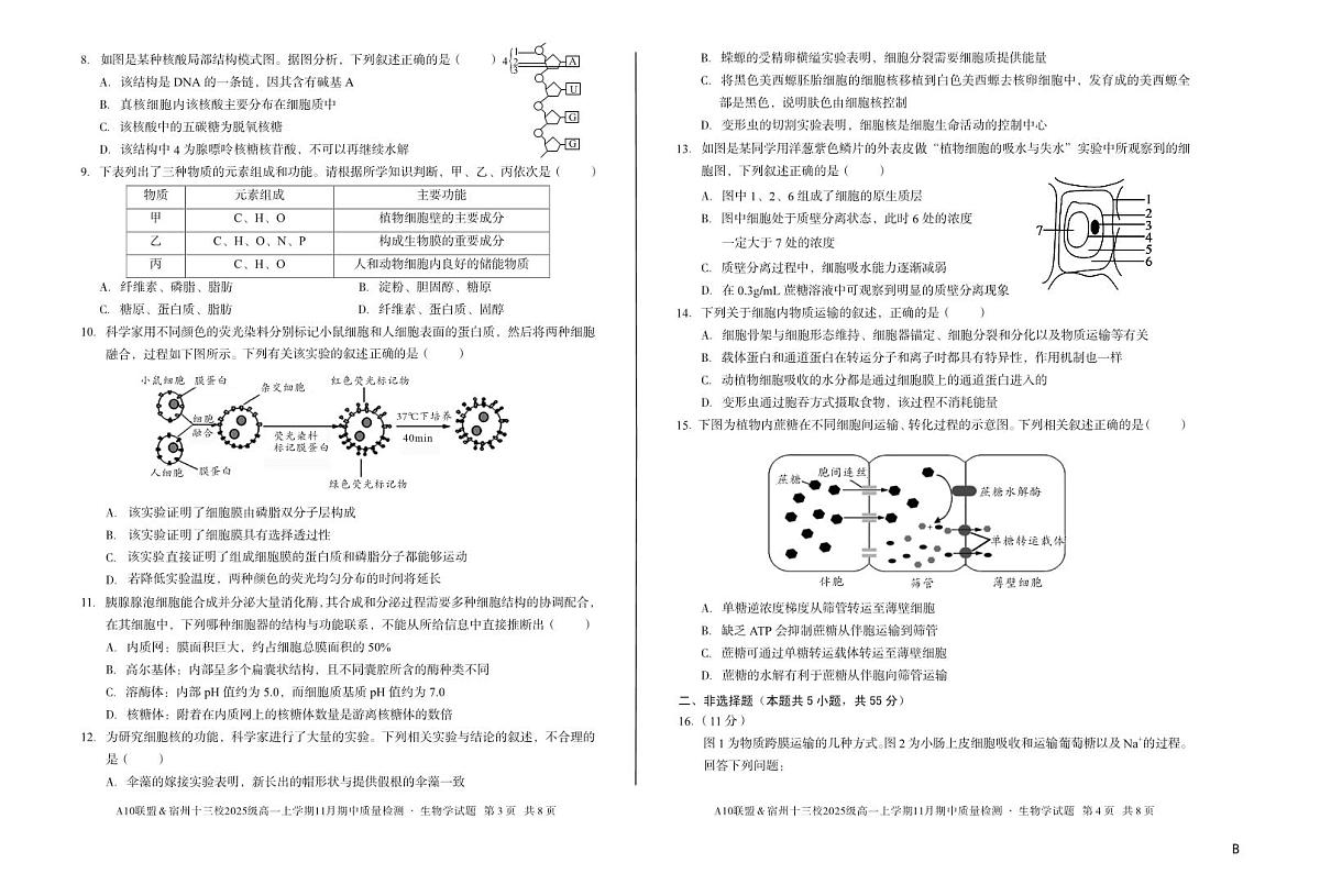 安徽省A10联盟宿州十三校2025级高一上学期11月期中质量检测【生物试卷】（B卷）（含答案）第2页