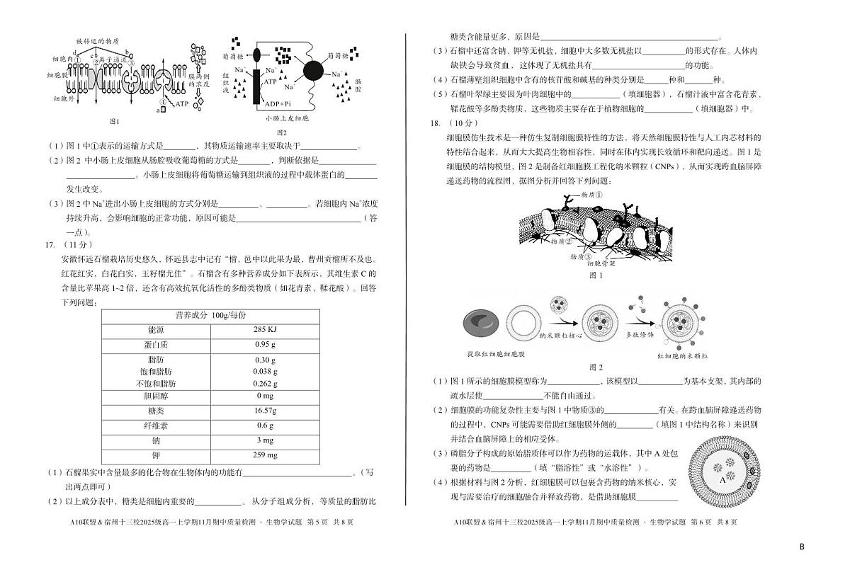 安徽省A10联盟宿州十三校2025级高一上学期11月期中质量检测【生物试卷】（B卷）（含答案）第3页