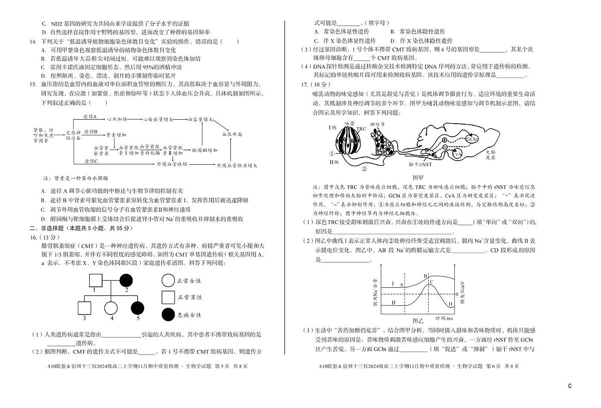 安徽省A10联盟宿州十三校2024级高二上学期11月期中质量检测【生物试卷】（C卷）（含答案）第3页