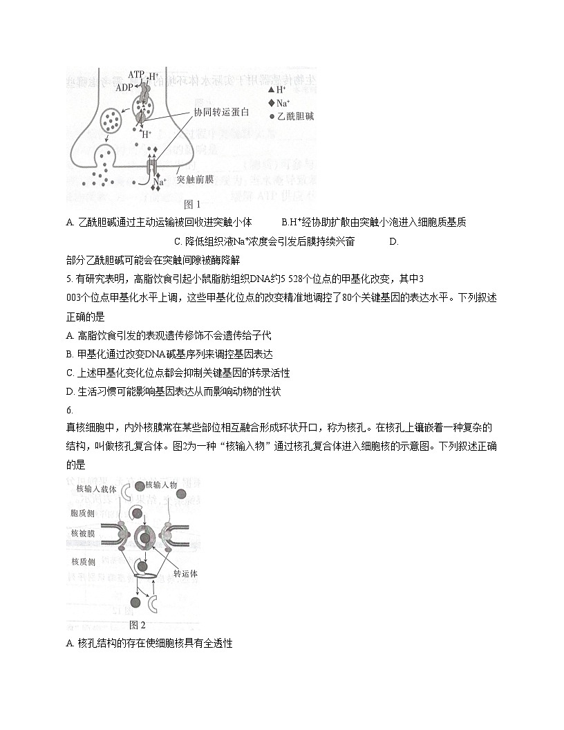 广东省领航高中联盟2026届高三上学期12月生物月考试卷（文字版，含答案）第2页