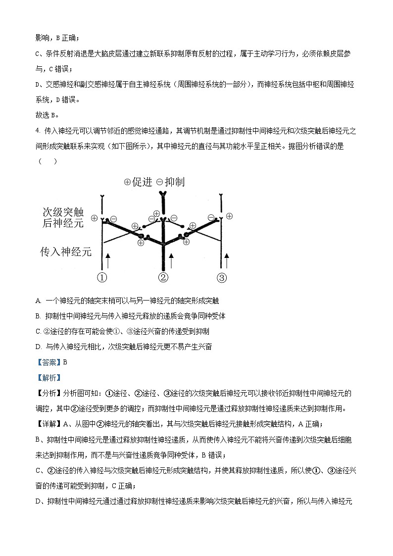 安徽省芜湖市镜湖区安徽师范大学附属中学2025-2026学年高二上学期11月期中生物试题 Word版含解析第3页